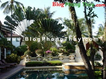 Phong thủy và cây xanh