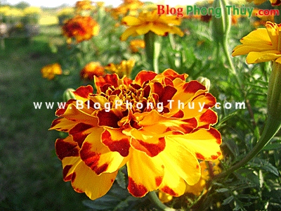 Các vật trang trí và chậu hoa