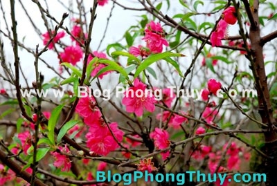 Ngày xuân tìm hiểu thêm về phong thủy