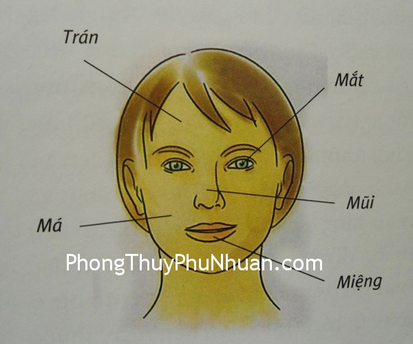 ngu quan ngu quan Năm yếu tố quan trọng của gương mặt