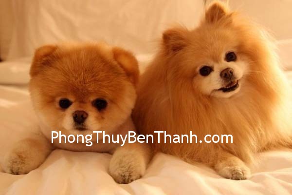 Tăng cường cuộc sống tình cảm cho người tuổi Tuất
