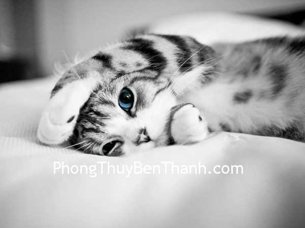 Tăng cường cuộc sống tình cảm cho người tuổi Mẹo