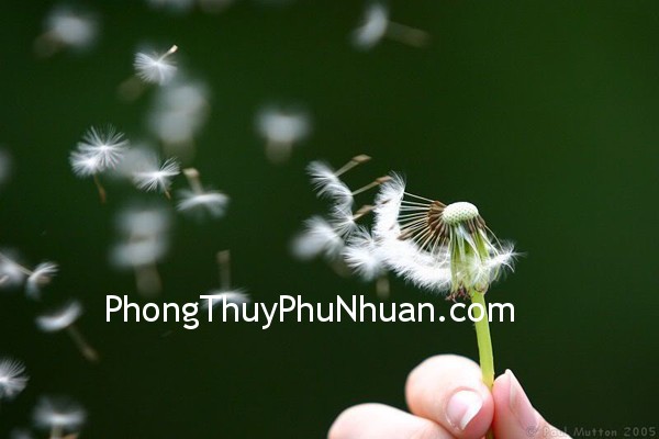 bo cong anh bo cong anh Làm sạch các kênh năng lượng bên trong