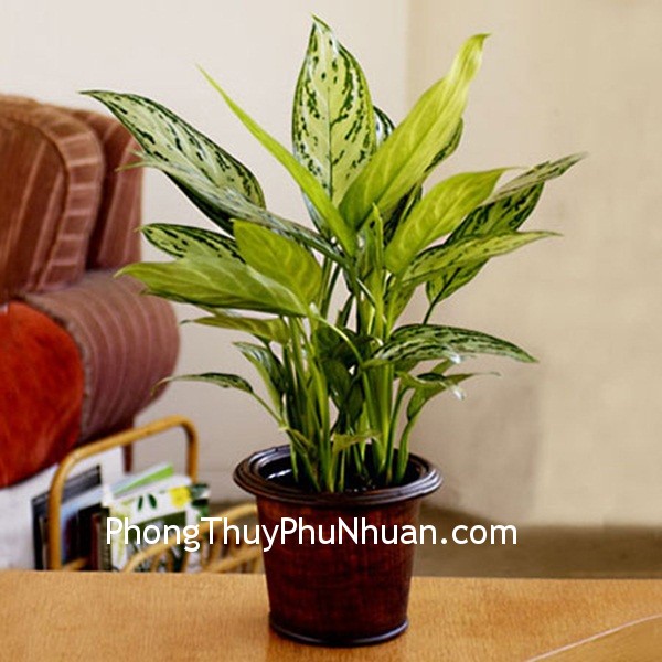 cay coi cay coi Tác dụng che phủ của cây