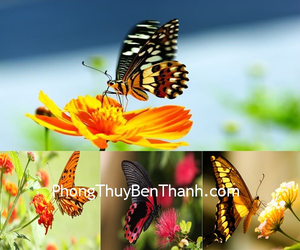 buom buom Bướm dành cho những người muốn một cuộc sống năng động mà không vướng bận trách nhiệm