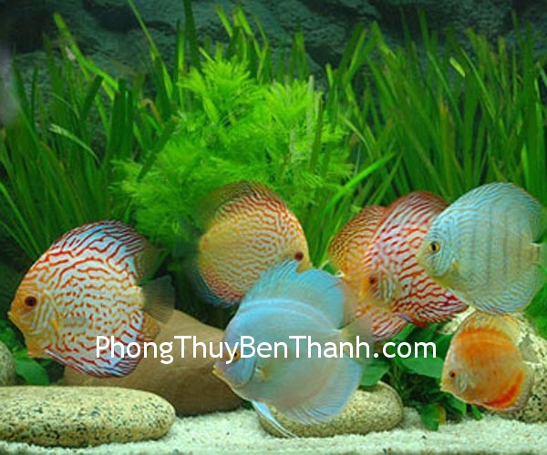be-ca be ca Sử dụng biểu tượng cung cấp năng lượng cho cung Tình duyên