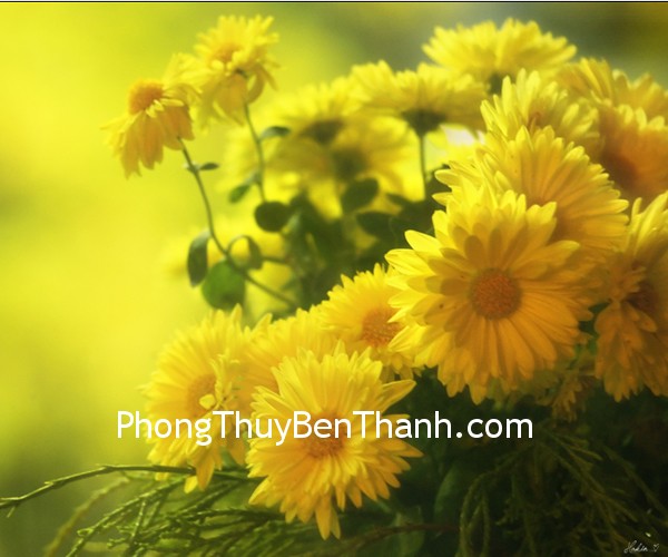 Hoa mận và cúc vàng tượng trưng cho một cuộc sống thuận lợi