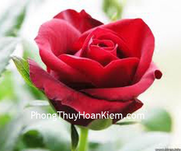 hoa- hong hoa hong Tranh Hoa Hồng
