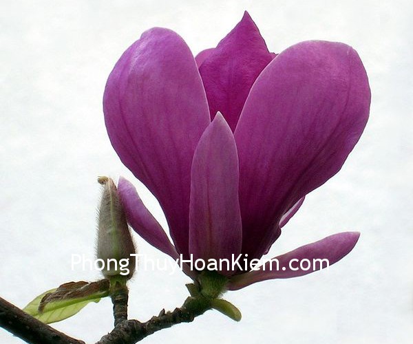 Tranh hoa mộc lan