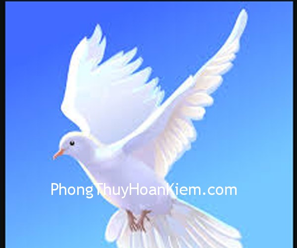 Tranh chim bồ câu