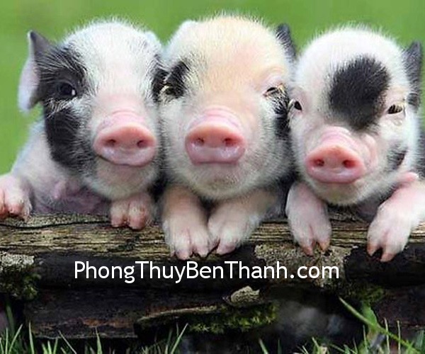 Vận may của tuổi Hợi trong năm