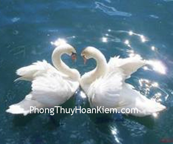 Tranh Ngỗng, Vịt