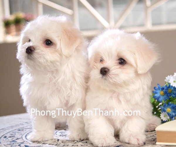 Tuổi Tuất