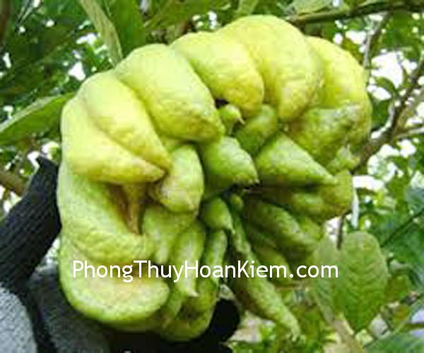 qua- phat- thu qua phat thu Tranh quả phật thủ