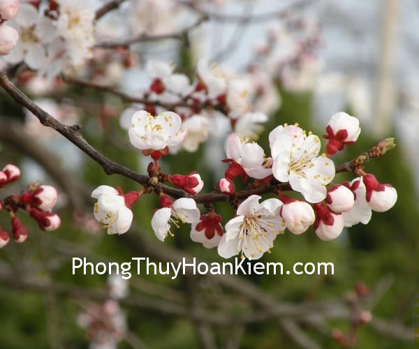 hoa- hanh hoa hanh Tranh hoa hạnh