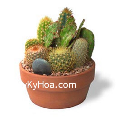 Xử lý cây xương rồng