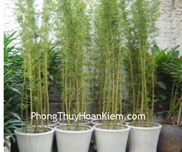 cay-truc cay truc Người muốn tìm công việc mới cần lợi dụng phong thủy thế nào để mang lại may mắn cho bản thân?