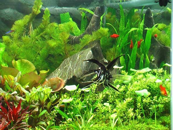 Bể cá không nên đặt trong phòng ngủ