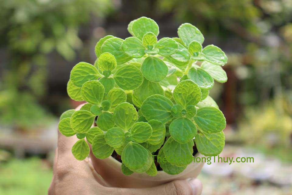 Mỗi con giáp có một loại cây phong thủy hút vận may, đó là gì?