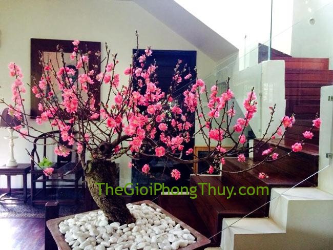 Đặt cây cảnh trưng Tết như thế nào để mời đón thần Tài?