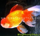Chơi cá cảnh, cách chọn cá và đặt hồ cá theo Thuật Phong Thủy - F.W
