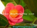 Chọn cây trồng phù hợp với hướng sân - F.W