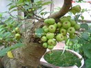 10 loại cây củng cố cho nhà ở - F.W