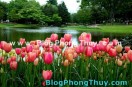 Ngày Xuân bàn chuyện Phong thủy - F.W