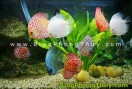 Vị trí đặt bể cámang sự thịnh vượng vào nhà - F.W