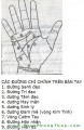 Xem tướng tay qua – Các đường chỉ tay - F.W