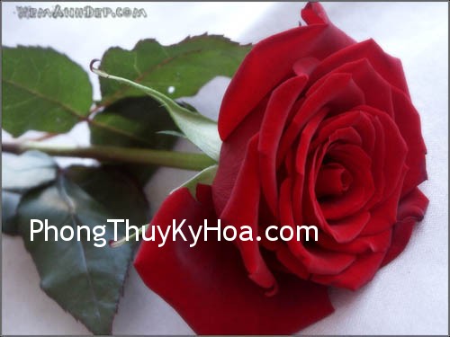 1632864426 rose hoahong08 Công cụ kích hoạt phong thủy