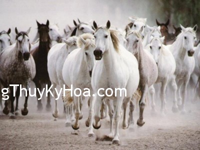 horses gallop Cẩn thận với những biểu tượng