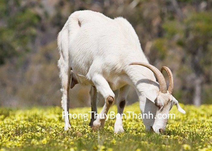 tang cuong tinh cam cho tuoi mui Tăng cường cuộc sống thình cảm cho người tuổi Mùi