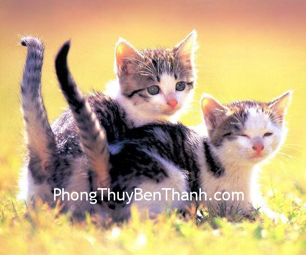 tuoi meo va su ket hop Tuổi Mẹo và những kết hợp tốt cho tình yêu hôn nhân.