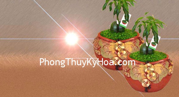 ywp1188550229 Cây đồng tiền kỳ diệu