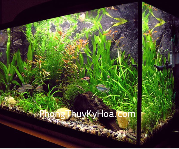 aquarium design 2 Nên đặt hồ cá ở chỗ nào?