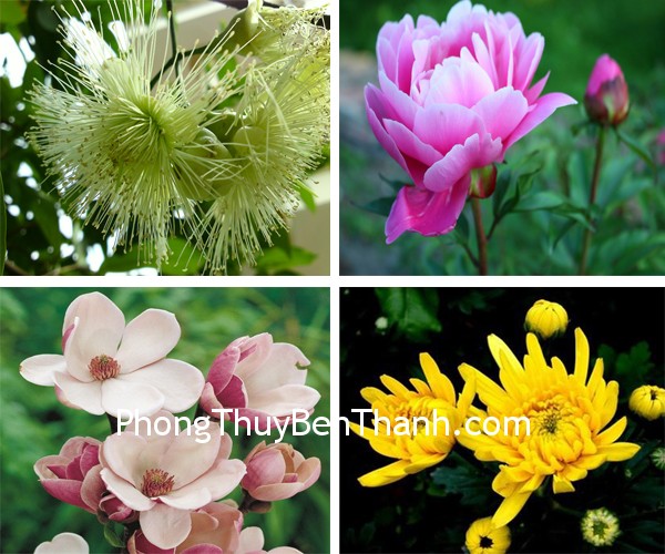 hoa bon mua Hoa bốn mùa cho may mắn quanh năm