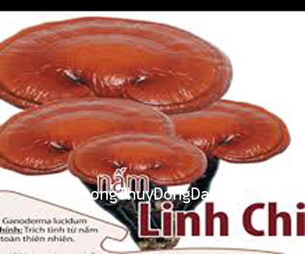 nam Linh chi giàu linh khí nhất