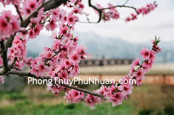 hoa dao 01 Thế nào là “vô duyên”, là “hoa đào úa tàn”?