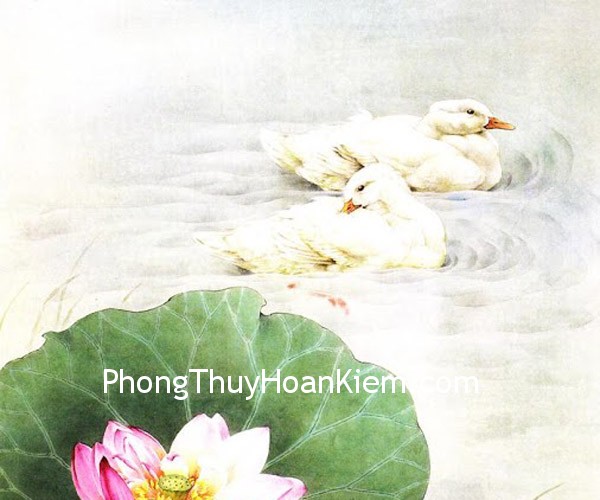 tranh hoa sen 20 Tranh vịt trong hồ sen