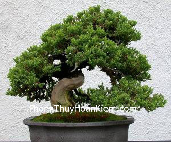 bonsai3 1 Bố cục phong thủy tại vị trí quẻ Chấn thì có ảnh hưởng gì tới con trai cả không?