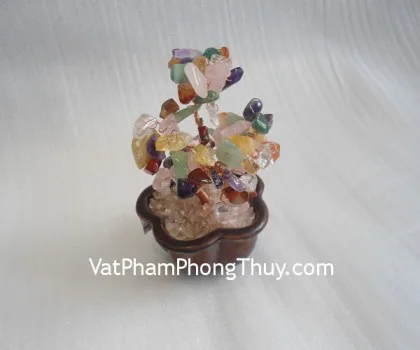 Cây tắc (Quất) đá hoàng long + ngọc xanh đông linh R068