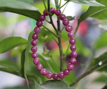 Chuỗi Ruby hồng lục bảo A+++++++(19.8g-23bi) S6768-S2-5663