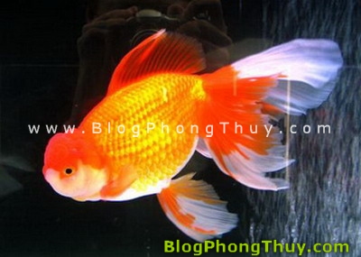 Chơi cá cảnh, cách chọn cá và đặt hồ cá theo Thuật Phong Thủy