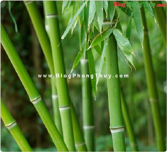 Cây tre - tài lộc trường kỳ