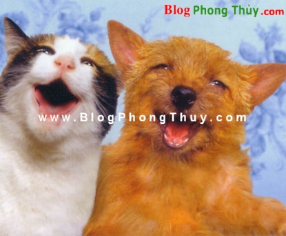 Các vật nuôi trong nhà ở