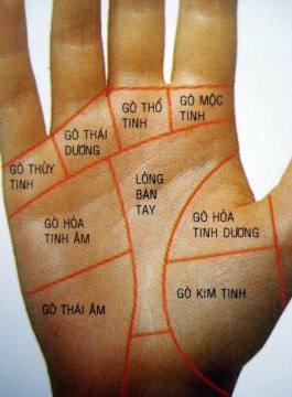 Xem tướng tay – Các gò trên lòng bàn tay