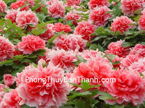 Hoa mẫu đơn và hạnh phúc trong tình yêu