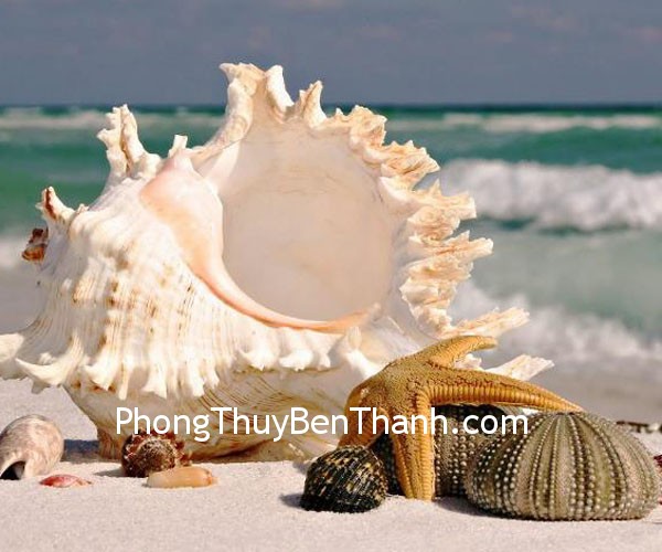 vo-oc vo oc Vỏ ốc cho tình yêu phương xa