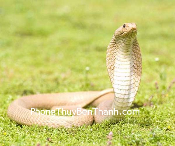 van-may-tinh-yeu-tuoi-ty van may tinh yeu tuoi ty Tăng cường cuộc sống tình cảm cho người tuổi Tỵ